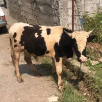 ورزا دورگ‌پر‌واری
