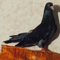 کبوتر گرفته شده