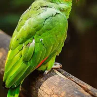پرنده کمیاب