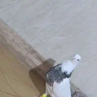 شکلاتی نر|پرنده|دهدشت, |دیوار