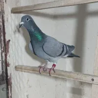 مسافتی ماده