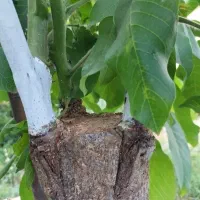 پیوند گردو|خدمات باغبانی و درختکاری|خرم‌آباد, |دیوار