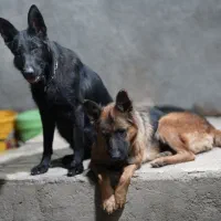 دو عدد ژرمن شولاین موبلند بلک و دورنگ|سگ|صحنه, |دیوار