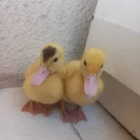 یک جفت جوجه اردک مسکویی سرحال و زبل