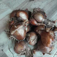 فروش پیاز گل نرگس|گل و گیاه طبیعی|آزادشهر, |دیوار