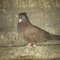 تافته ای|پرنده|شیراز, کفترک|دیوار