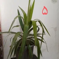 گل آپارتمان