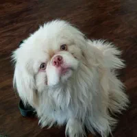 سگ پاکوتاه پیکینز امپریال نر ۴ ماهه