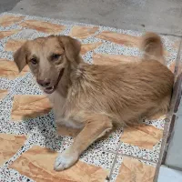 سگ اشپیتز نر