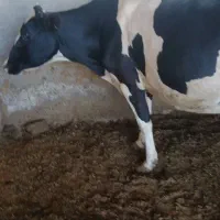گاو آبستن