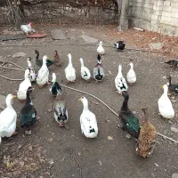اردک معاوضه با مرغ محلی