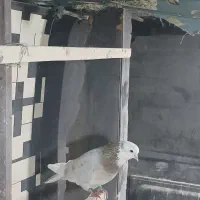 چهار تا کبوتر رنگی پرشی
