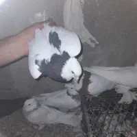 کبوتر پرشی|پرنده|سیروان, |دیوار