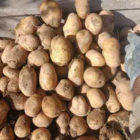 سیب زمینی جلی رانومی مدل 402|خوردنی و آشامیدنی|رزن, |دیوار