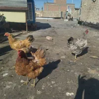 مرغ خروس لاری و محلی