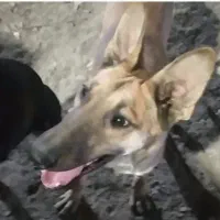 مالینیوز شجره دار