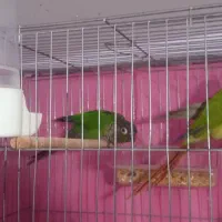 گرینچیک مولد خوشکل|پرنده|ابهر, |دیوار