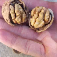 گردو تازه امسال|خوردنی و آشامیدنی|شاهین دژ, |دیوار