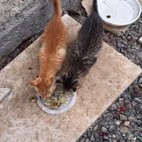 دوقلاده گربه