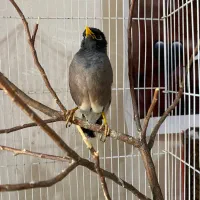 مرغ مینا سخنگو