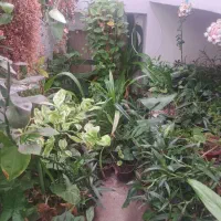 گل های آپارتمانی قیمت مناسب|گل و گیاه طبیعی|داراب, |دیوار