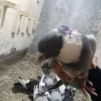 کفتر|پرنده|مشهد, کوی ولیعصر|دیوار