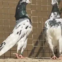 کبوتر پاکستانی تیدی ، سخی