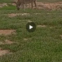 خر گله