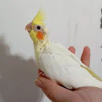 فروش عروس هلندی سرلاکی|پرنده|شاهین‌شهر, فدک|دیوار