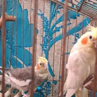 عروس هلندی جوان یک جفت نر و ماده