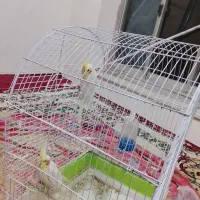 عروس هلندی دو جفت نر و ماده آماده جوجه