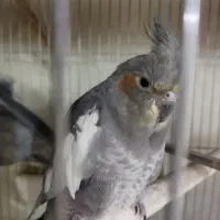 عروس هلندی ماده