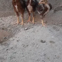 ۳عدد جوجه لاری دونه ۶۰۰