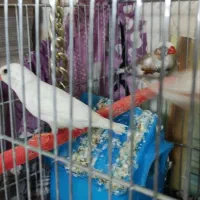 فنچ|پرنده|قزوین, |دیوار