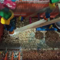 دو عدد عروس هلندی نرو ماده تخم گذار