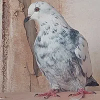 کبوتر پرشی بازی دار|پرنده|اردکان, |دیوار