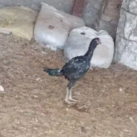 جوجه لاری و خروس|حیوانات مزرعه|زاوه, |دیوار