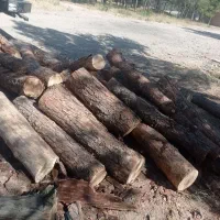 قطع انواع درختان وخرید چوب