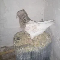 کفتر|پرنده|مشهد, مشکینی (شهرک غرب)|دیوار