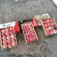 انار لوکس صادراتی