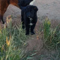 لاس 18ماهه آدمی سفت دم فحل فقط تماس بگیرید