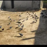 مسافتی پلاکی نامه بر شناسنامه دار کفتر کبوتر