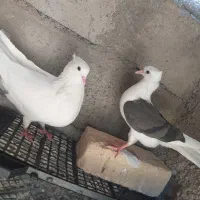 کبوتر