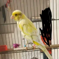 قناری معاوضه با عروس یا سهره|پرنده|کوهدشت, |دیوار