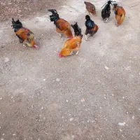 6 عدد خروس 1عدد مرغ