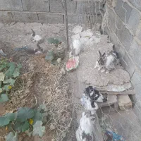 بچه خرگوش، شازند