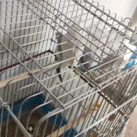 عروس هلندی مولد|پرنده|مشکیندشت, |دیوار