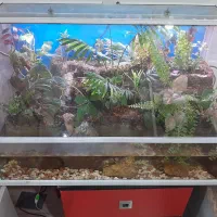 پالاداریوم (اکواریوم)|گل و گیاه طبیعی|یزد, |دیوار