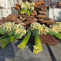 گل  نرگس|گل و گیاه طبیعی|شیراز, ترمینال باربری|دیوار