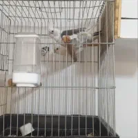 جفت عروس هلندی مولد،آلبینو،دوکت،ایزابلا،لوتینو|پرنده|ری, دیلمان|دیوار